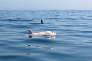  Bottlenose dolphin 